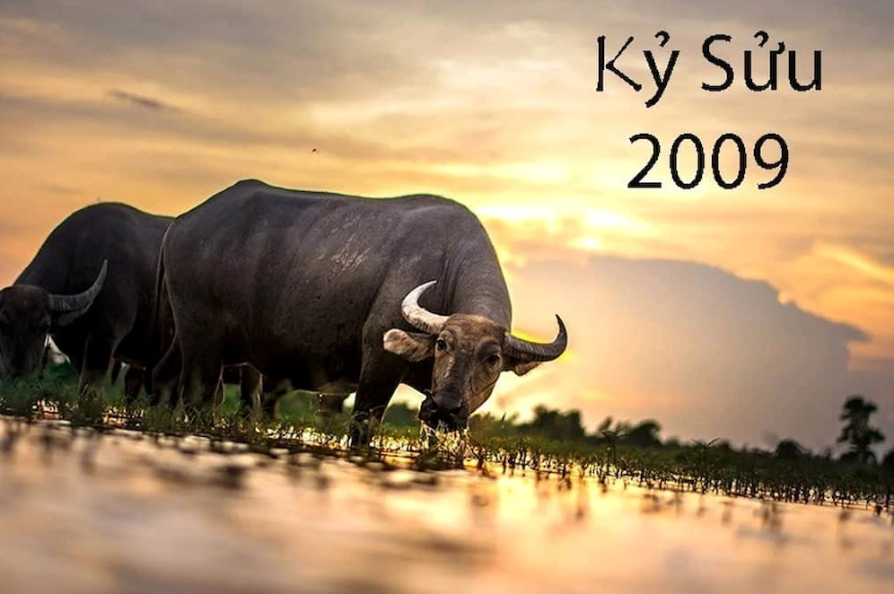 Tính cách của tuổi Kỷ Sửu đều rất mạnh mẽ, ngay thẳng