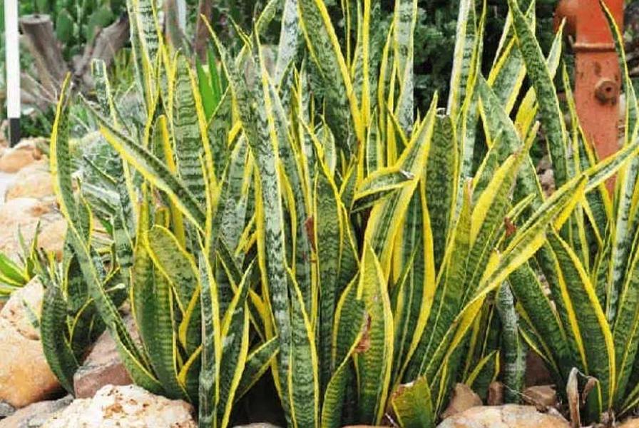 Trồng cây lưỡi hổ trước nhà có tốt không?