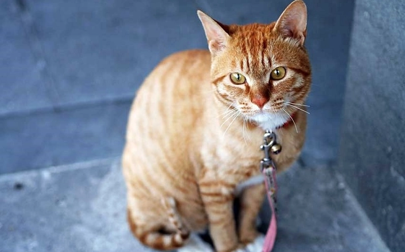 Tuổi Mão đại kỵ với tuổi Dậu, Tý và Ngọ theo thuyết tứ hành xung