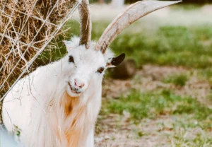 tuoi-quy-mui-2003-lay-vo-tuoi-nao-hop-luan-giai-chi-tiet-202_454