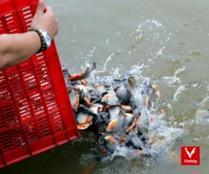 van-khan-phong-sinh-don-gian-huong-dan-chi-tiet-a-z-thuc-hie_118