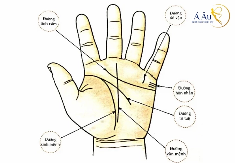 Vị trí nốt ruồi ở lòng bàn tay theo đường chỉ tay