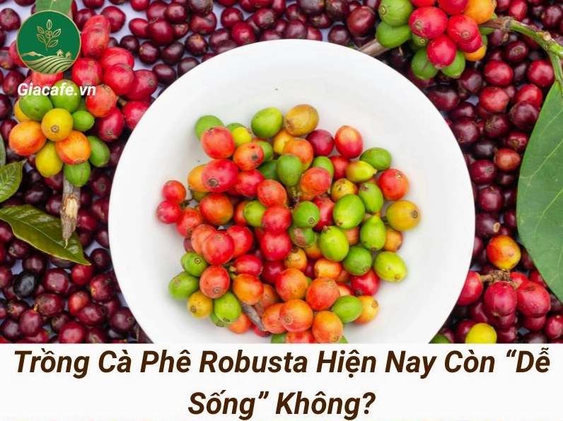 Vườn cà phê Robusta phát triển tốt nhờ chăm sóc đúng kỹ thuật