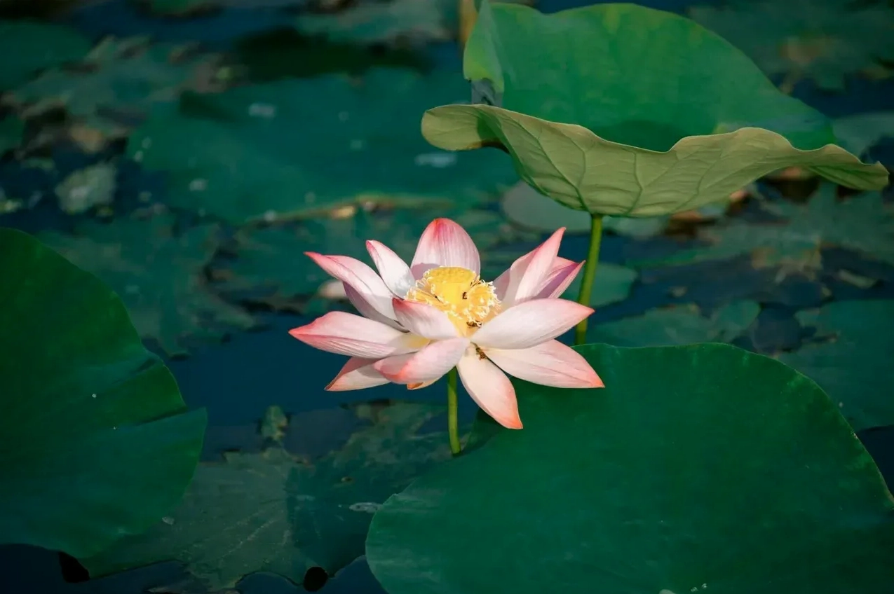 Ý nghĩa hoa sen trong đời sống người Việt Nam gắn liền với văn hóa và con người