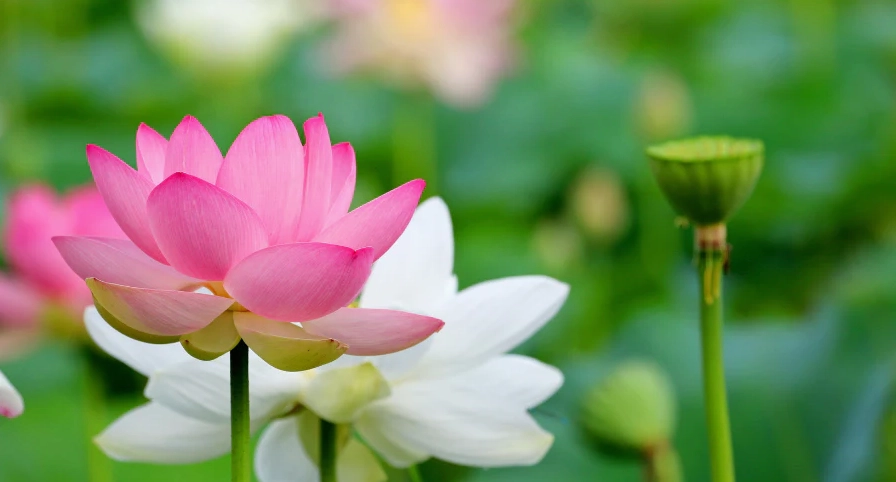 Ý nghĩa hoa sen trong văn hóa của các quốc gia trên thế giới